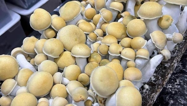 Jerome spores