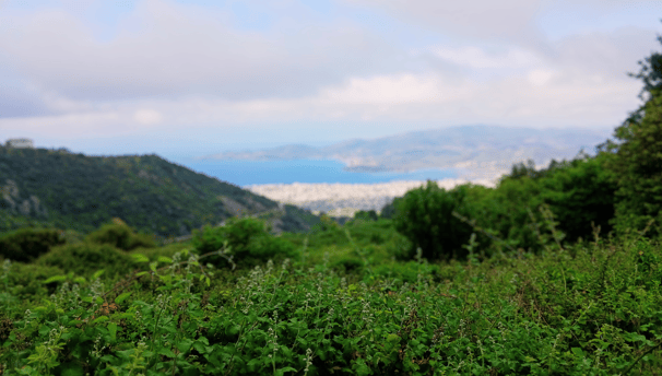 Pelion herbal journey with medical herbalist Emmanouil Manos at guided herbal walk with Volos at the