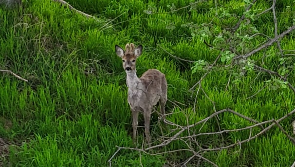 a deer in the woods with a deer in the grass