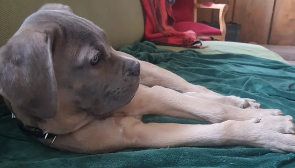 pension canine instinct de meute