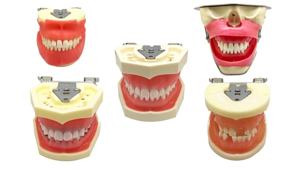 teeth model