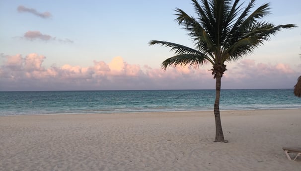 a palm tree on the beach with a chair and umbrella