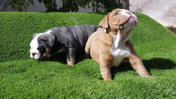 English Bulldog