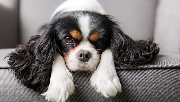 King charles