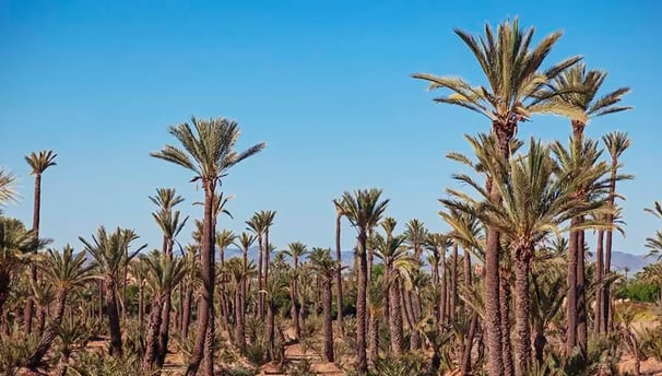Vue sur la Palmeraie de Marrakech