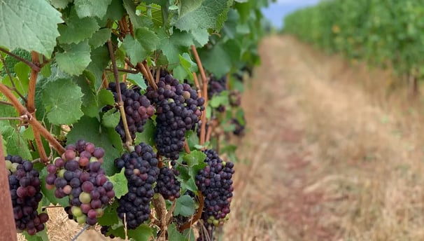Out of Necessity Vineyard, Ribbon Ridge AVA, Newberg Oregon
