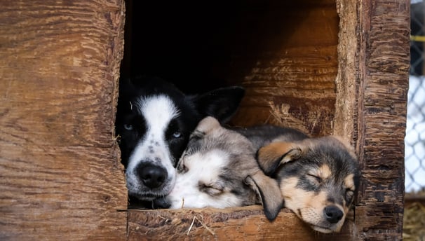préparer l'arrivé d'un chiot avec un éducateur canin à Bayonne, anglet ou Biarritz
