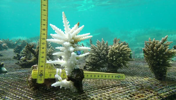 Bleached Acropora muricata colony in nursery in St Felix (June 2025)