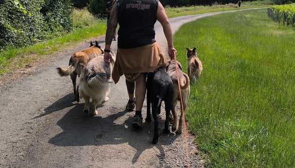 balades canines instinct de meute