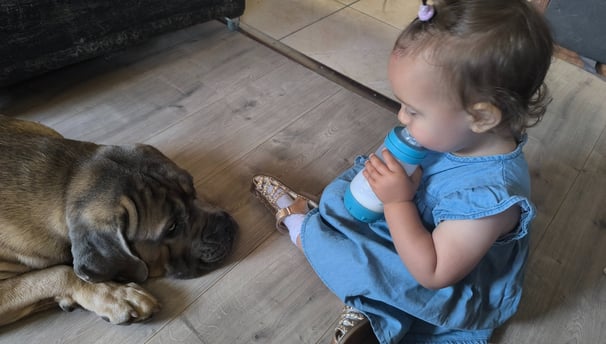 conseils canins instinct de meute