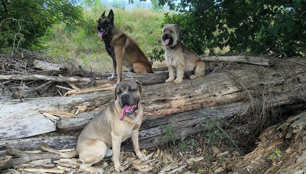 education canine instinct de meute