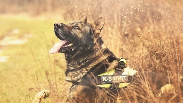 German Shepherds best loyal guard dog in the world