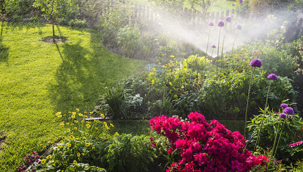 a garden with flowers and a sprinkler