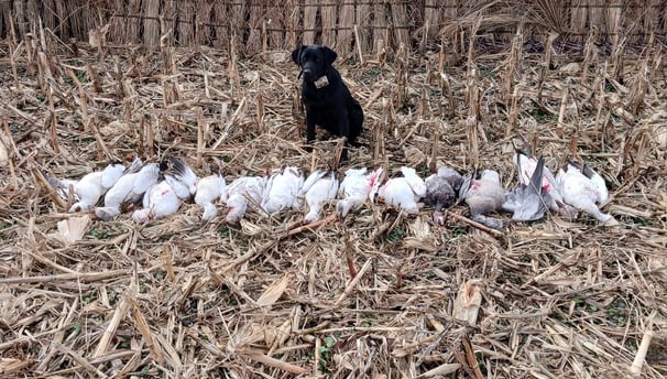 conservation goose hunts Tennessee