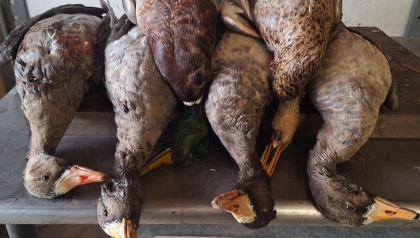 guided goose hunts
