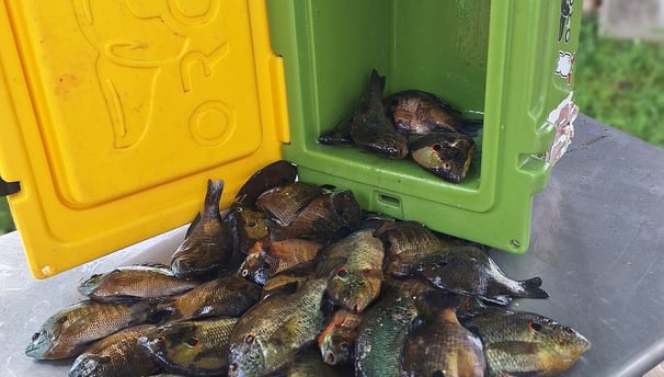 blue gill fishing guide