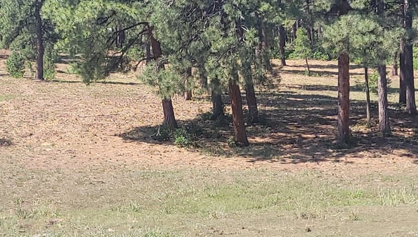 Dry field full of trees