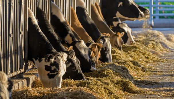 Cows feeding in a barn on the farm where we provide services