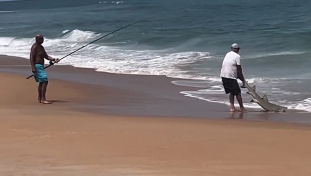 shark caught from the beach using bait cannon