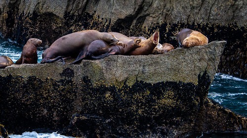 sea lion, photo by Ted LaBar