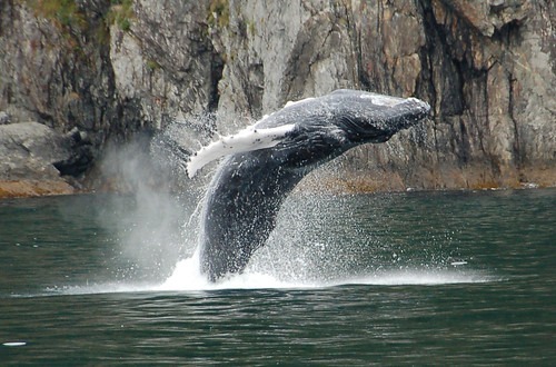 humpback whale at Kenai Fjords