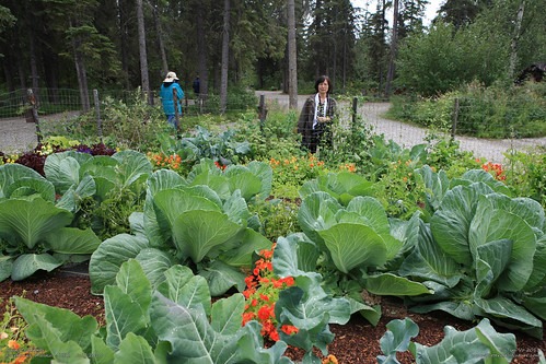 giant cabbage