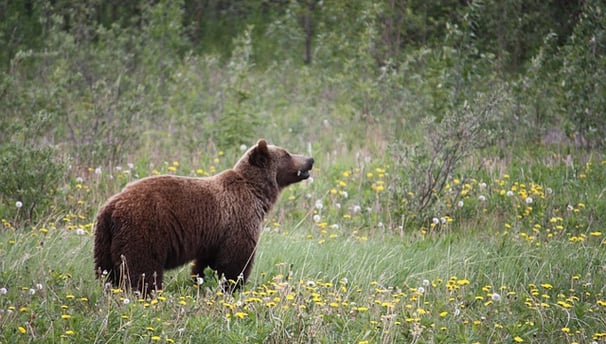 grizzly bear