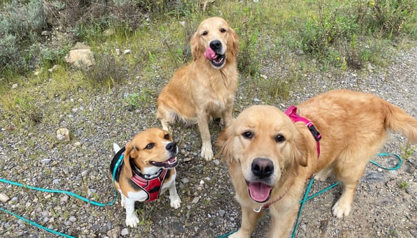 chiens en pension chez nanette ales