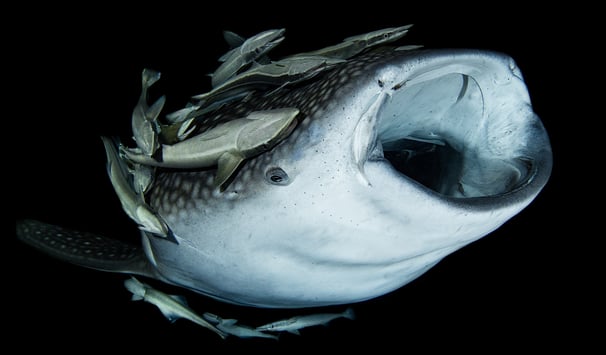 requin baleine de nuit ouvrant la bouche entouré de poissons pilotes