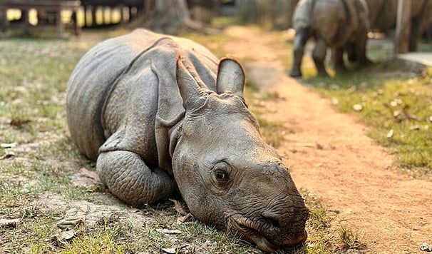 Baby Rhino at Chitwan national park - Nepal tour package