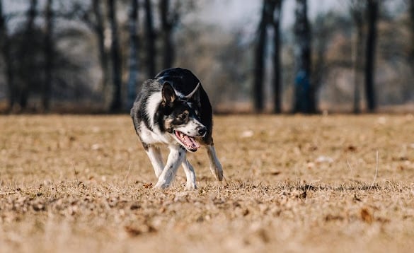 Border collie for sale