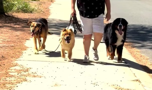 a woman walking three dogs on a leash