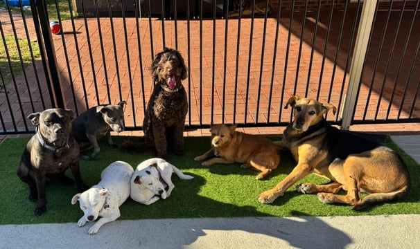a group of dogs sitting in front of a gate