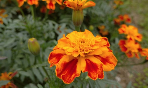 Tagetes Absolute : Tagetes minuta L.   Family :  Asteraceae   Part Used : Flowers  CAS Number :  801