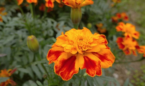 Tagetes Concrete :  Tagetes minuta L.   Family :  Asteraceae   Part Used : Flowers  CAS Number :  80