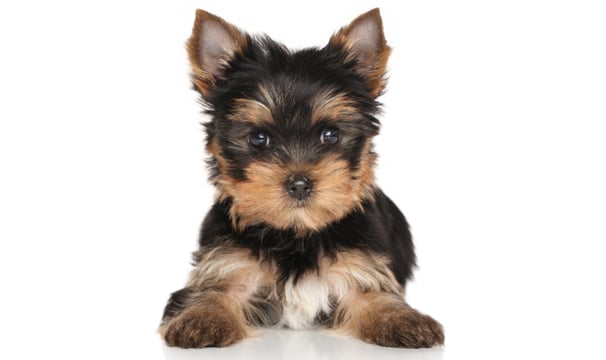 yorkie breeder in chicago Illinois