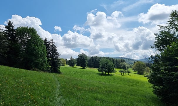 Wiesen bei Seelenberg im Sommer
