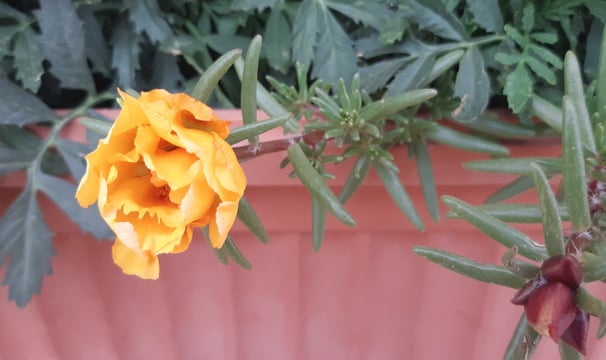 a yellow flower in a potted planter