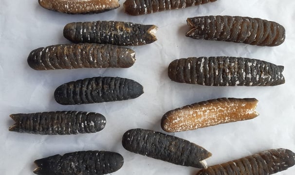 Dried trepangs (Holoturia Scabra) selected by Madopex, Madagascar's leader in seafood exports.