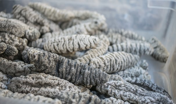 Dried trepangs (Holoturia Scabra) selected by Madopex, Madagascar's leader in seafood exports.