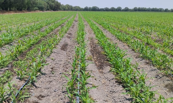 Crédito para el sistema de riego agropecuario