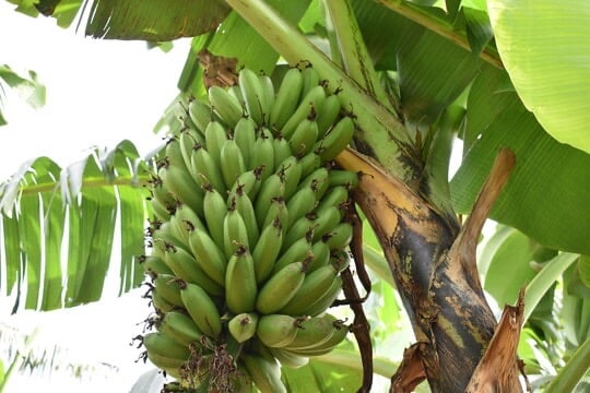 a bunch of matooke on a tree branch