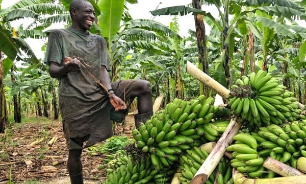 a man standing in a field with a bunch of matooke