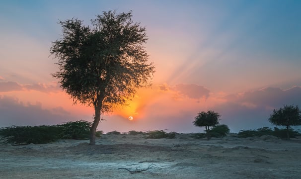 a lone elephant standing in the middle of a desert . arbab naimat kasi balochistan