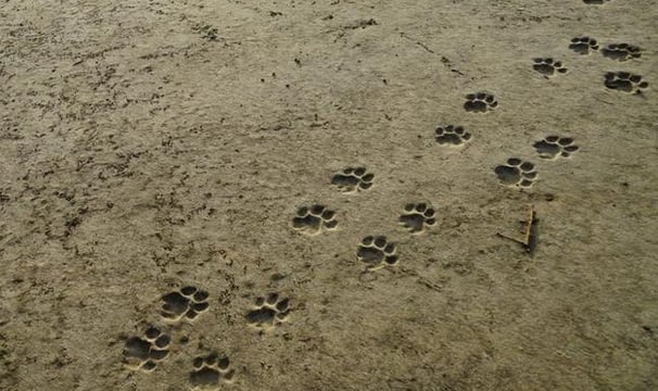 Lion footprints in the sand
