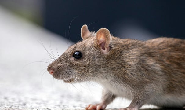 rat noir en gros plan