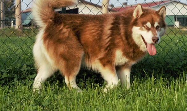 a dog is standing in the grass near a fence