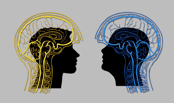 Cerveau et fonctionnement cognitif