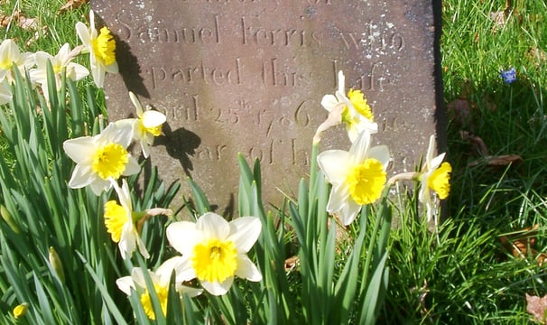 Gravestone with daffodils