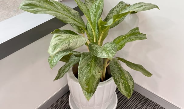 a potted plant in a white potted planter